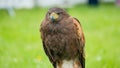 A Harris`s hawk Parabuteo unicinctus Royalty Free Stock Photo