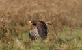 Harris's hawk (Parabuteo unicinctus)