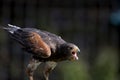 The Harris\'s Hawk (Parabuteo unicinctus). Royalty Free Stock Photo