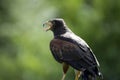The Harris\'s Hawk (Parabuteo unicinctus). Royalty Free Stock Photo