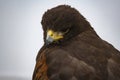The Harris\'s Hawk (Parabuteo unicinctus). Royalty Free Stock Photo