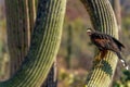 Harris`s Hawk Parabuteo unicinctus in Sonoran Desert Royalty Free Stock Photo