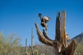 Harris`s Hawk Parabuteo unicinctus in Sonoran Desert Royalty Free Stock Photo