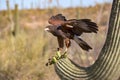 Harris`s Hawk Parabuteo unicinctus in Sonoran Desert Royalty Free Stock Photo