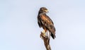 Harris`s Hawk Parabuteo unicinctus in Sonoran Desert Royalty Free Stock Photo