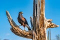 Harris`s Hawk Parabuteo unicinctus in Sonoran Desert Royalty Free Stock Photo