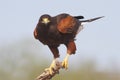 Harris's Hawk - Texas