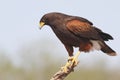 Harris's Hawk perched in a tree - Texas