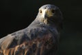 Harris's hawk portrait