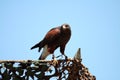 Harris's hawk preparing for takeoff Royalty Free Stock Photo