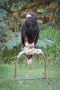 A Harris's Hawk sitting on a perch Royalty Free Stock Photo