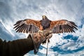 Harris's Hawk wings outstretched glove falconer Royalty Free Stock Photo