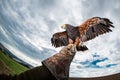 Harris's Hawk wings outstretched glove falconer