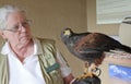 A Harris`s Hawk on a Zoo Docent`s Glove Royalty Free Stock Photo