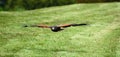 Harris's Hawks in flight