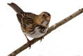 Harris's Sparrow Royalty Free Stock Photo