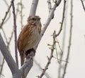 Harris`s Sparrow Royalty Free Stock Photo