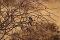 Harris`s Sparrow Zonotrichia querula 3 Royalty Free Stock Photo