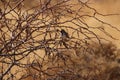 Harris`s Sparrow Zonotrichia querula 1 Royalty Free Stock Photo