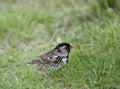 Harris`s Sparrow, Zonotrichia querula, relaxing on the ground Royalty Free Stock Photo