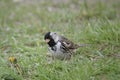 Harris`s Sparrow, Zonotrichia querula, resting on the ground Royalty Free Stock Photo
