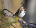 Harris Sparrow in Tree Royalty Free Stock Photo