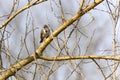 Harris's Sparrow perched on branches in the distance Royalty Free Stock Photo
