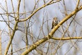 Harris's Sparrow perched on branches in the distance Royalty Free Stock Photo