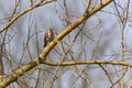 Harris's Sparrow perched on branches in the distance Royalty Free Stock Photo