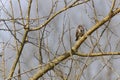 Harris's Sparrow perched on branches in the distance Royalty Free Stock Photo