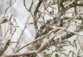 Harris's sparrow (Zonotrichia querula) perched and camouflaged among snowy branches on a winter day Royalty Free Stock Photo