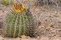 Harris's Antelope Squirrel