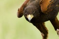Harriss Hawk Royalty Free Stock Photo