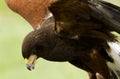 Harriss Hawk Royalty Free Stock Photo