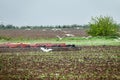 Harrowing of spring field and gulls