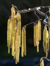 Harry Lauder Walking Stick or Hazelnut Tree Male Flowers Bathed in Sunlight