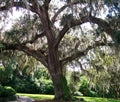 Southern oak tree Royalty Free Stock Photo