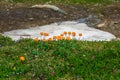 Harsh Alpine nature, green meadow with blooming orange relict flowers and snowmelt. Trollblume in spring Globeflower in front of