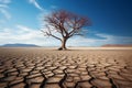 Harsh beauty lone tree defies the cracked and desolate desert Royalty Free Stock Photo