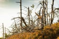 Harsh climate in the mountains, broken, dry trees.