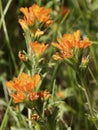 Harsh Indian Paintbrush - Castilleja hispida