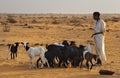 Harsh life in the Sahara Desert Royalty Free Stock Photo