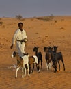 Harsh life in the Sahara Desert Royalty Free Stock Photo