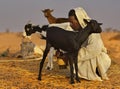 Harsh life in the Sahara Desert Royalty Free Stock Photo