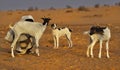 Harsh life in the Sahara Desert Royalty Free Stock Photo