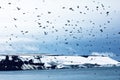 Harsh northern high latitudes inhabited by seabirds
