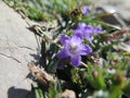 Cute flower among the rocks