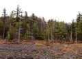 Harsh scenic landscape of spruce flats bog in the Laurel highlands.