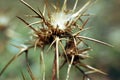 Harsh Thorns Royalty Free Stock Photo