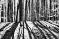 Harsh tree shadows on the ground, umstead park Raleigh North Carolina Royalty Free Stock Photo